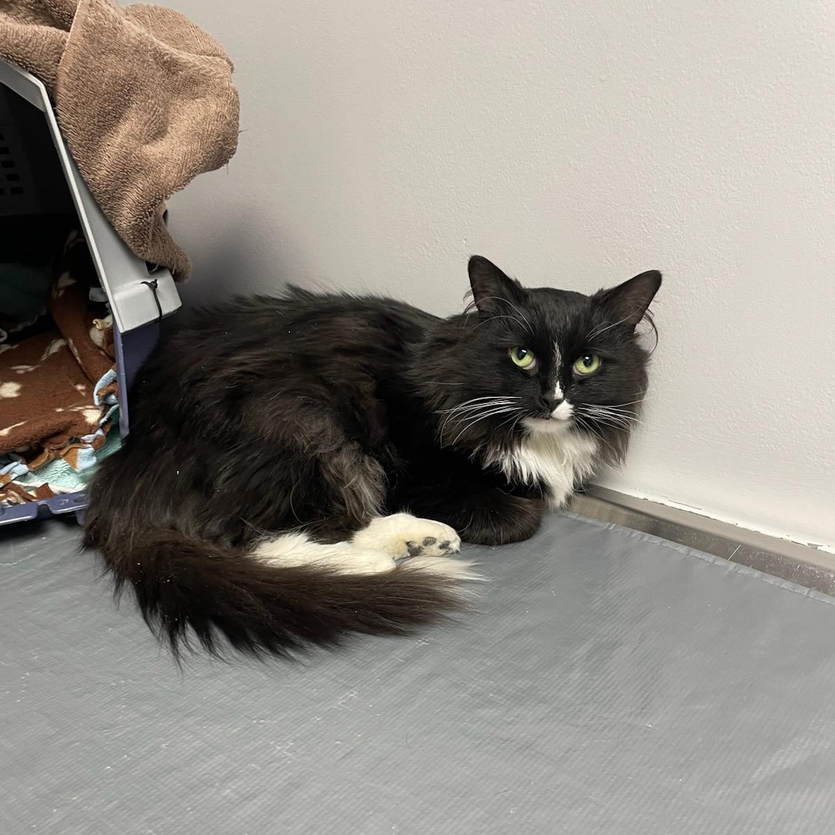 Enlarge Princess Donut, an adoptable Domestic Long Hair in Rockford, MI image 4/6