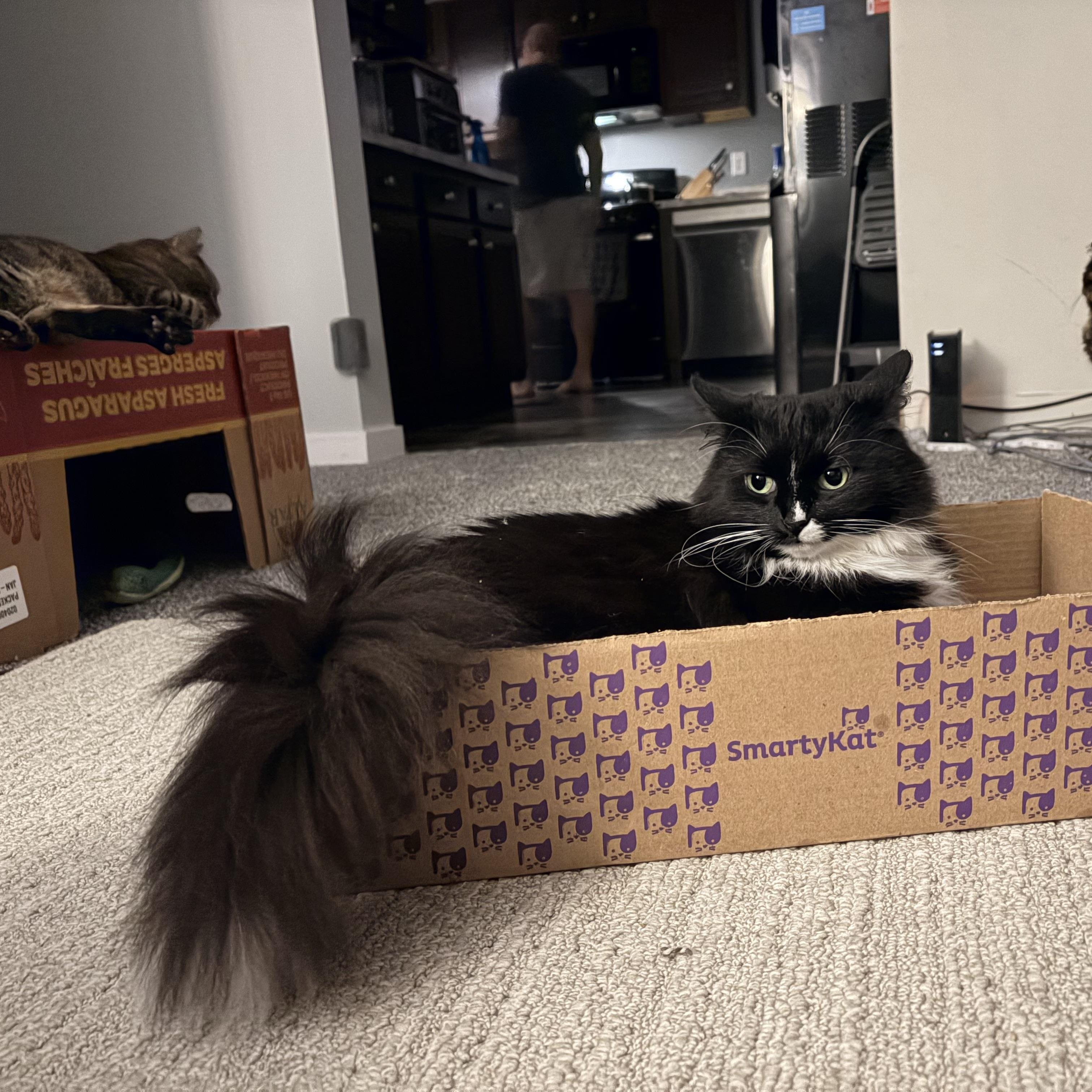 Enlarge Princess Donut, an adoptable Domestic Long Hair in Rockford, MI image 3/6