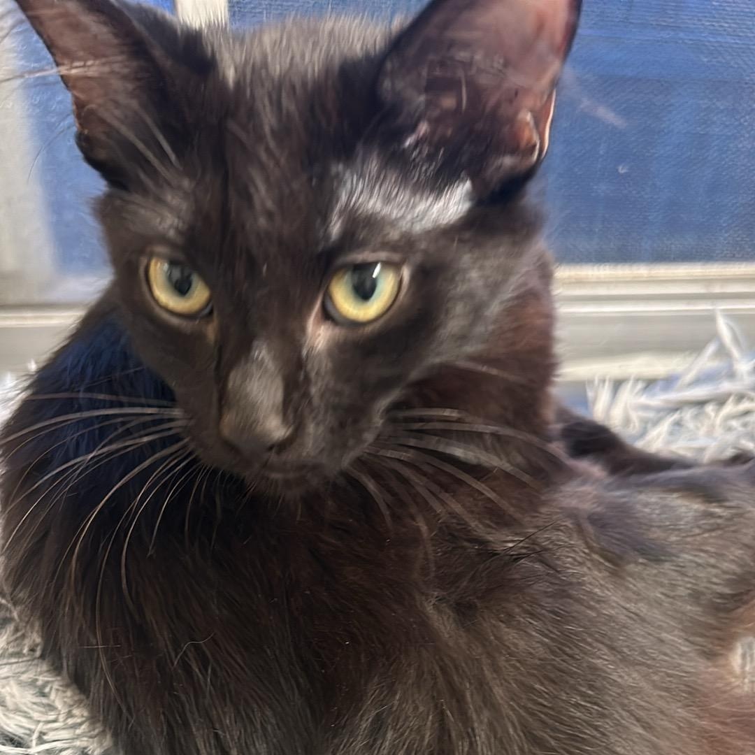 Enlarge Bonded Black Pair of Kittens! (Boy & Girl), a Adoptable Domestic Medium Hair in Oceanside, CA image 2/5