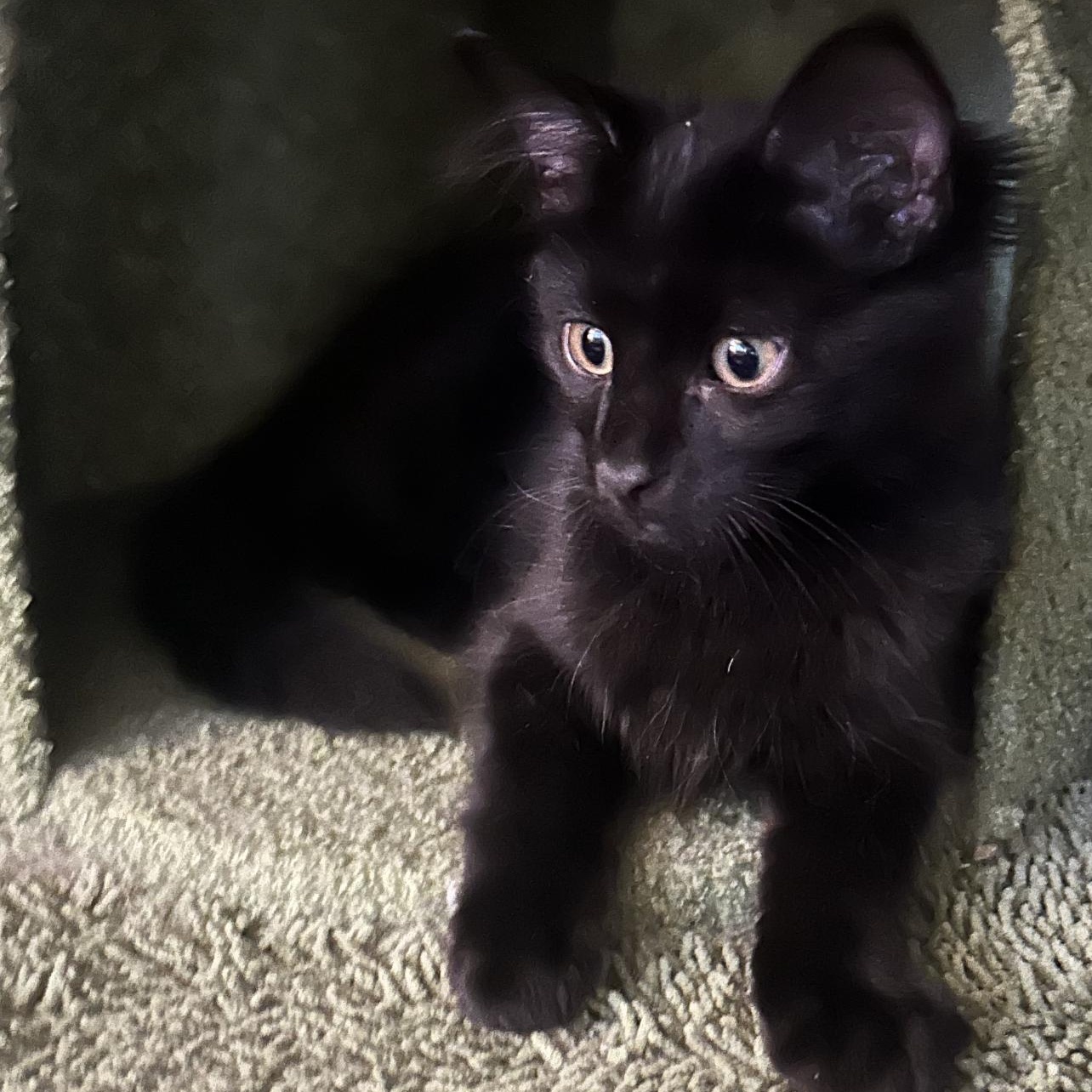 Enlarge Bonded Black Pair of Kittens! (Boy & Girl), a Adoptable Domestic Medium Hair in Oceanside, CA image 3/5