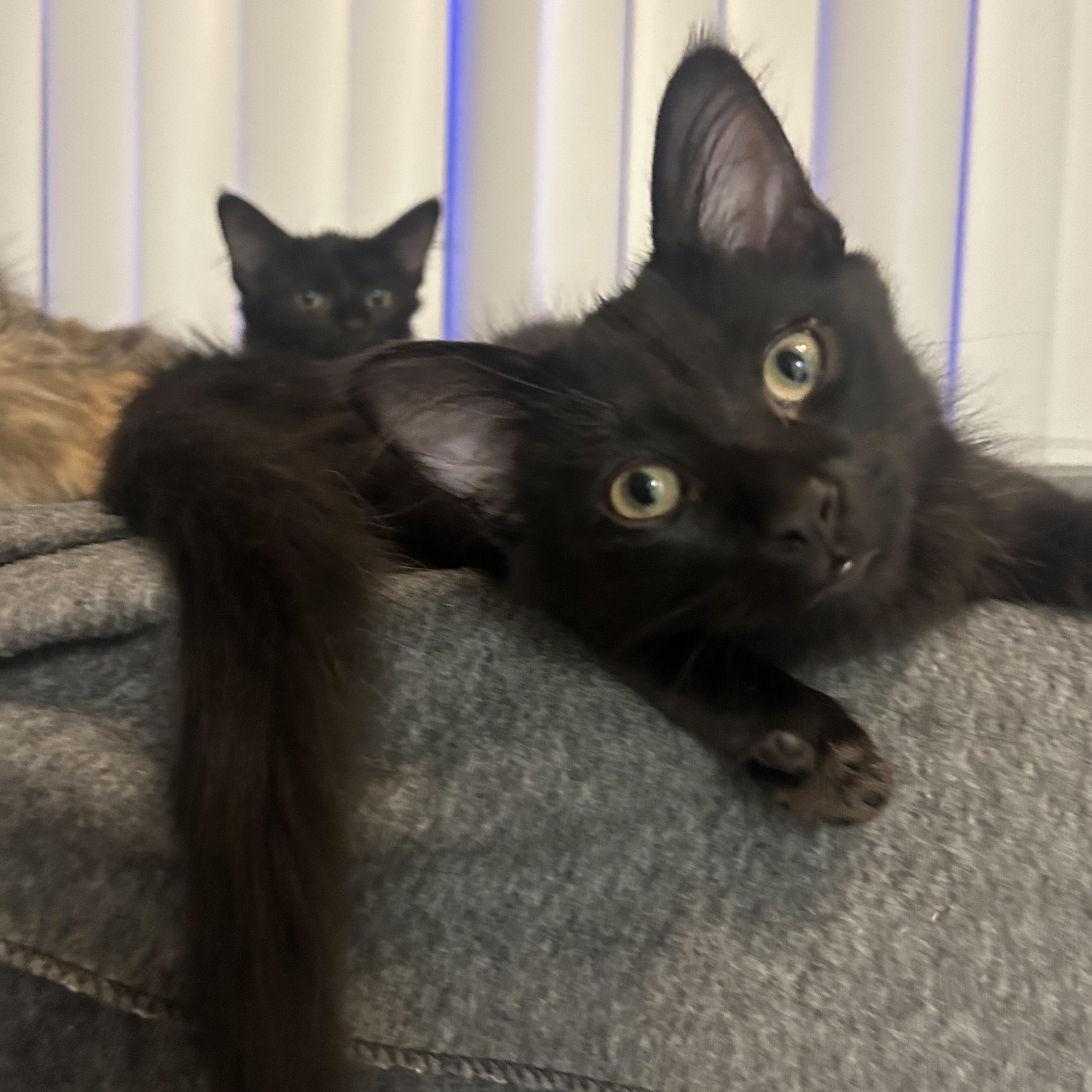 Bonded Black Pair of Kittens! (Boy & Girl), Adoptable, Kitten Female Domestic Medium Hair.