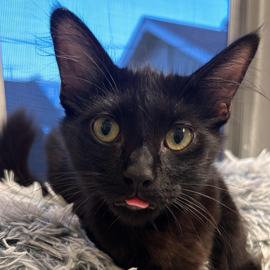 Enlarge Bonded Black Pair of Kittens! (Boy & Girl), a Adoptable Domestic Medium Hair in Oceanside, CA image 4/5