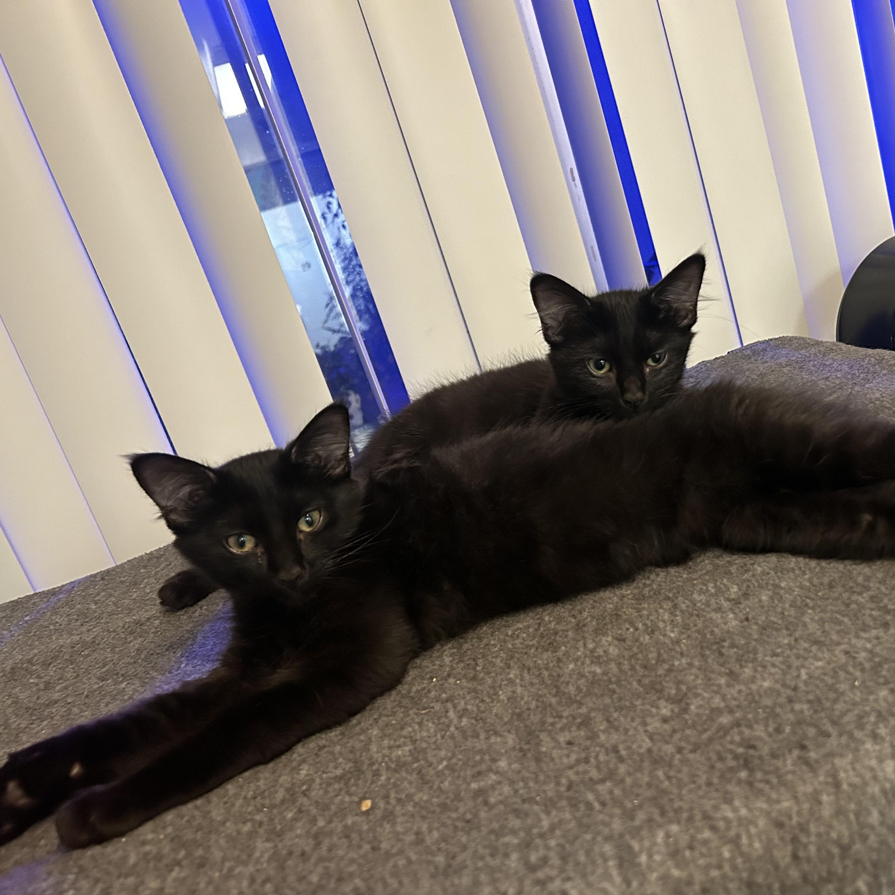 Enlarge Bonded Black Pair of Kittens! (Boy & Girl), a Adoptable Domestic Medium Hair in Oceanside, CA image 5/5
