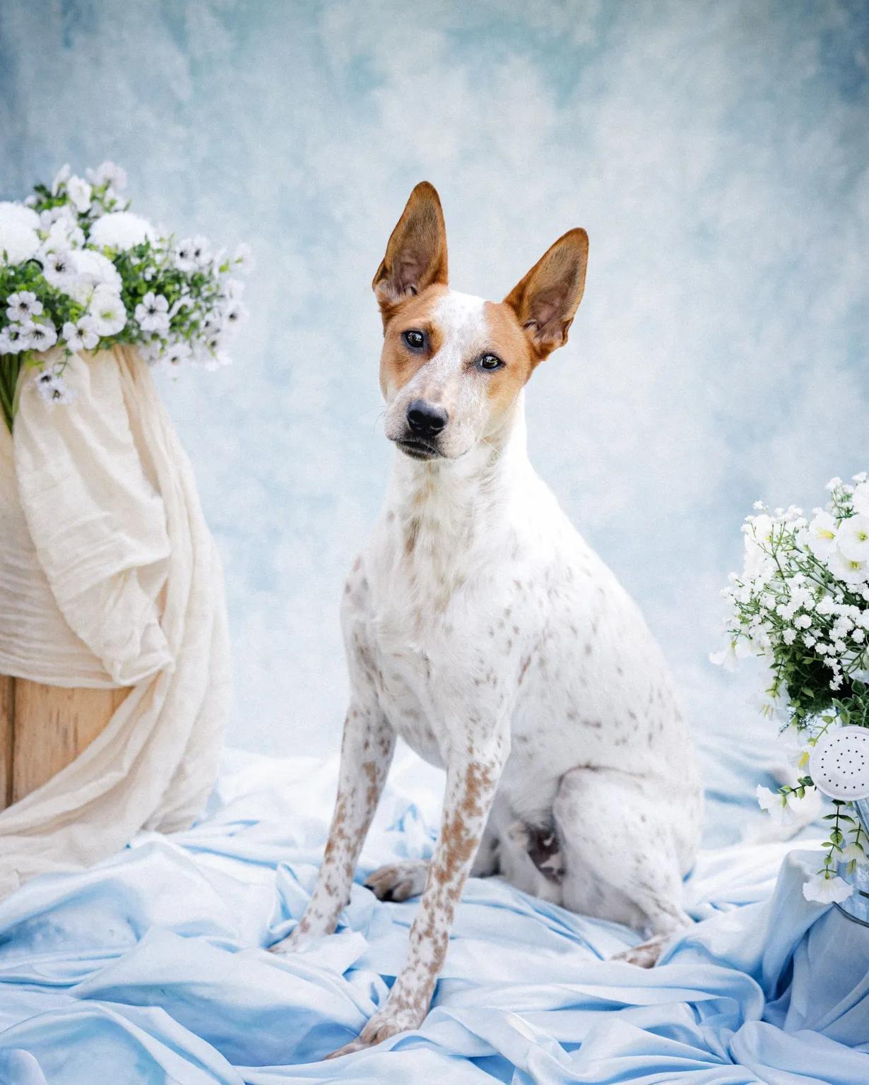 Enlarge Freckles (Portland, OR) - ADOPTION PENDING, a Adoptable Australian Cattle Dog / Blue Heeler in Portland, OR image 1/1