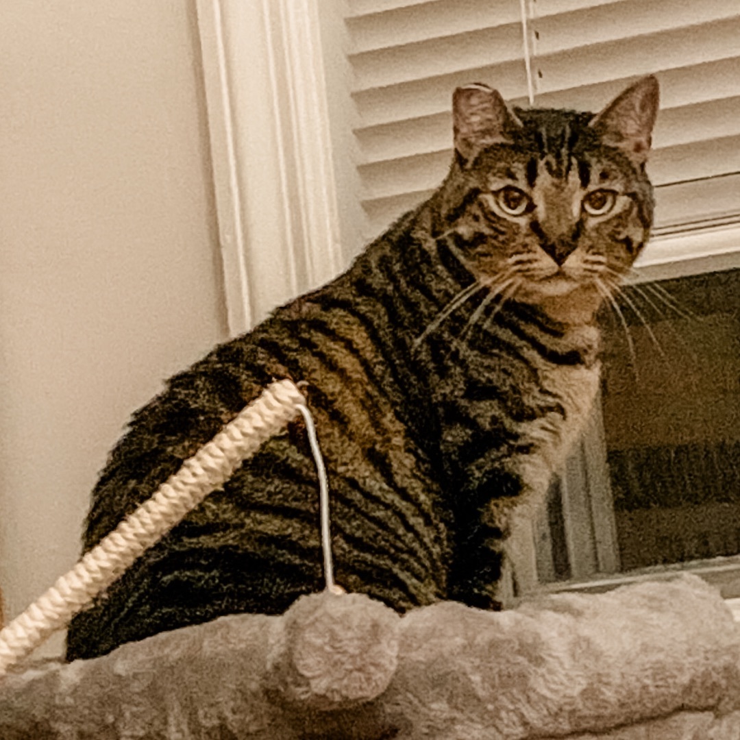 Marti, adoptable, Adult Female Domestic Short Hair.