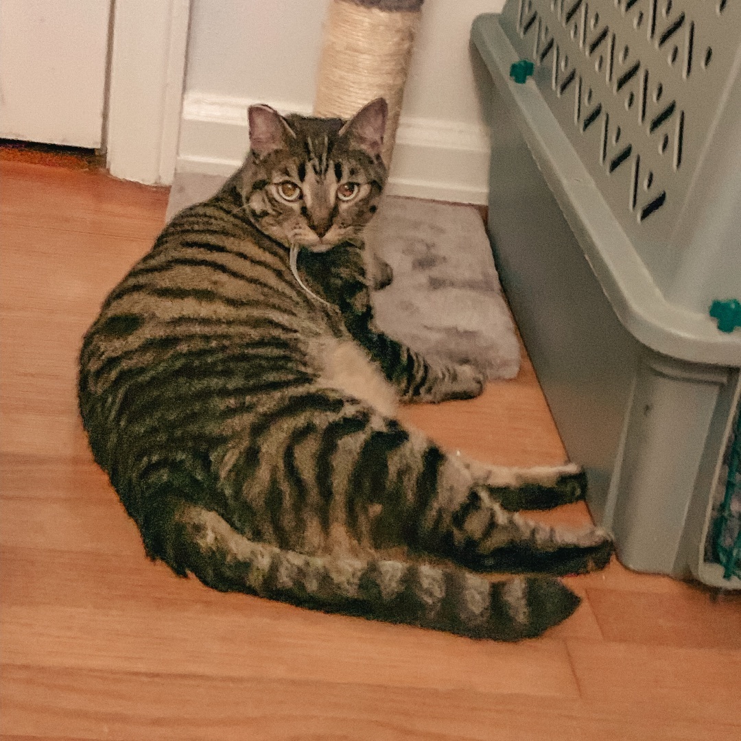 Marti, an adoptable Domestic Short Hair in Montgomery, AL image 2/4