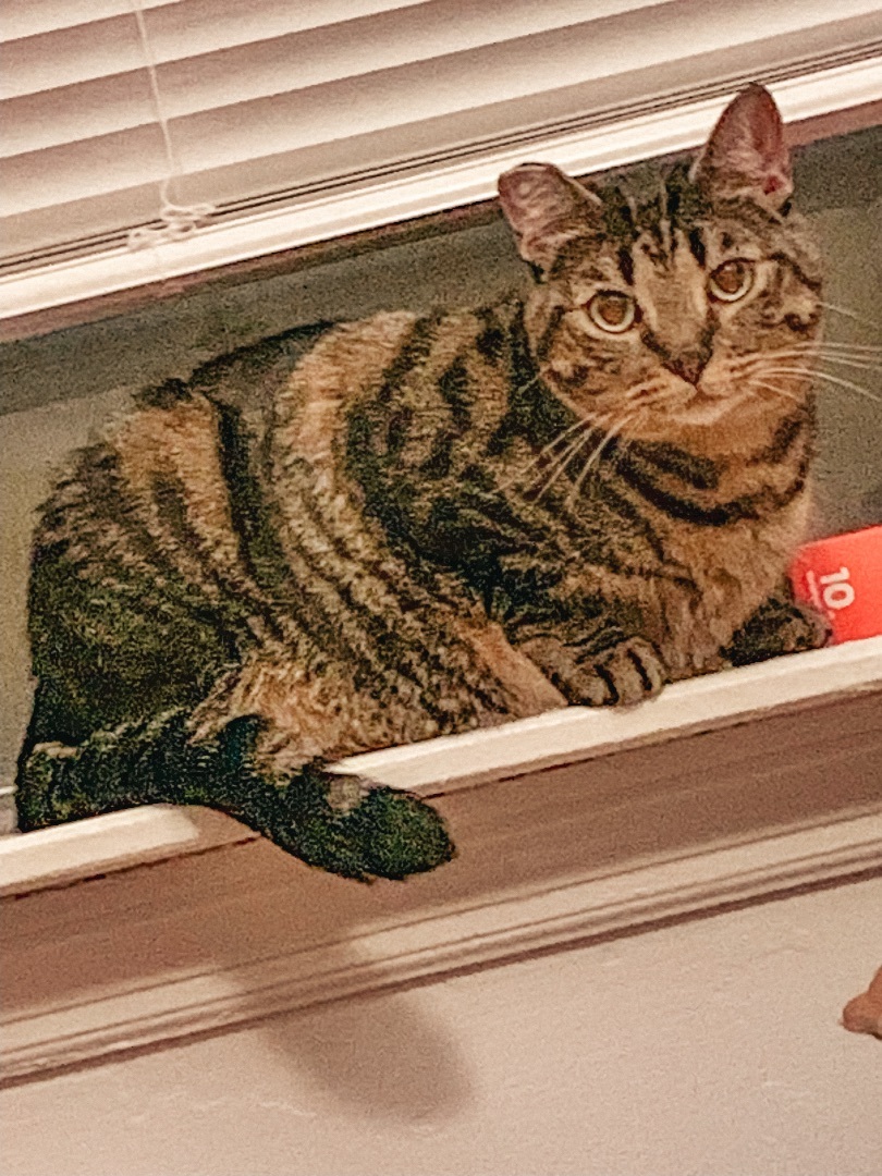 Marti, an adoptable Domestic Short Hair in Montgomery, AL image 3/4