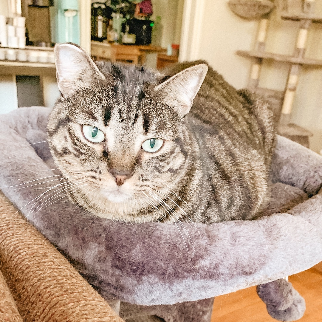 Marti, an adoptable Domestic Short Hair in Montgomery, AL image 4/4