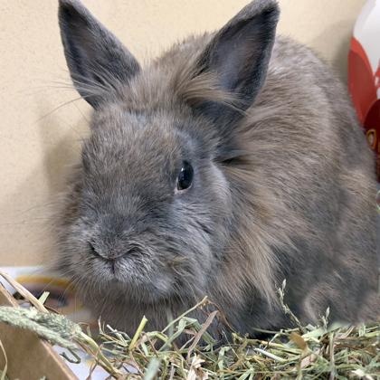 Enlarge Jackolantern, a Adoptable mixed breed in Voorhees, NJ image 1/3