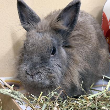 Jackolantern, Adoptable, Adult Female Lionhead & American.