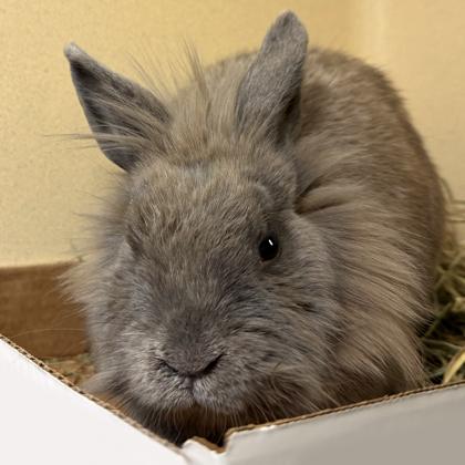 Jackolantern, a Adoptable mixed breed in Voorhees, NJ image 2/3