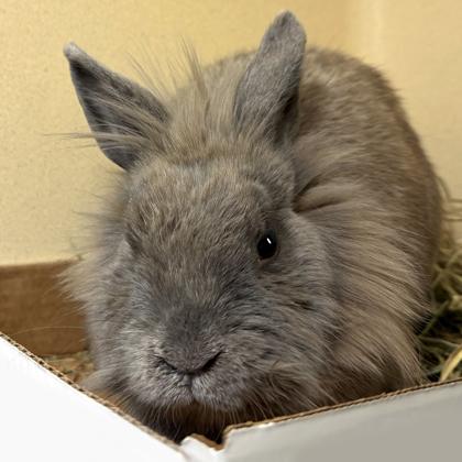 Enlarge Jackolantern, a Adoptable mixed breed in Voorhees, NJ image 2/3