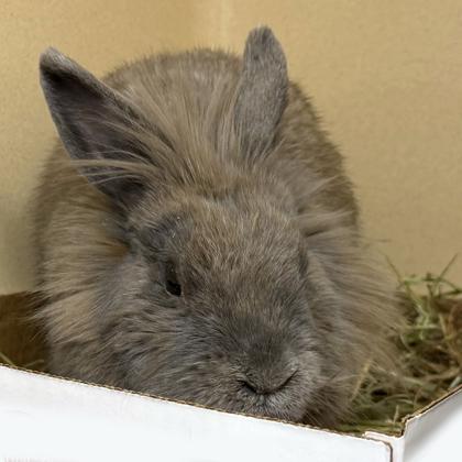 Jackolantern, a Adoptable mixed breed in Voorhees, NJ image 3/3