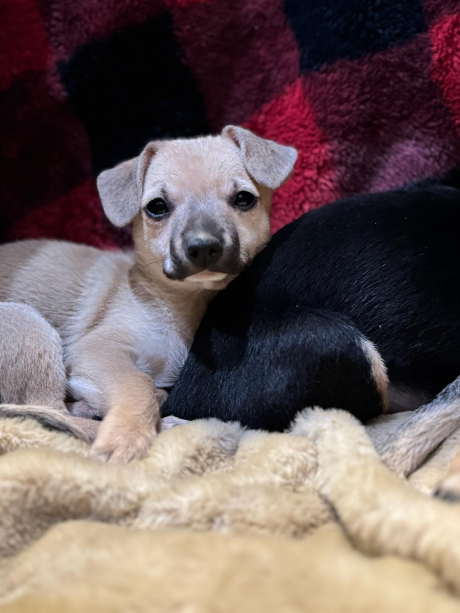 Gabriella, an adopted mixed breed in Lawrenceville, GA image 1/4