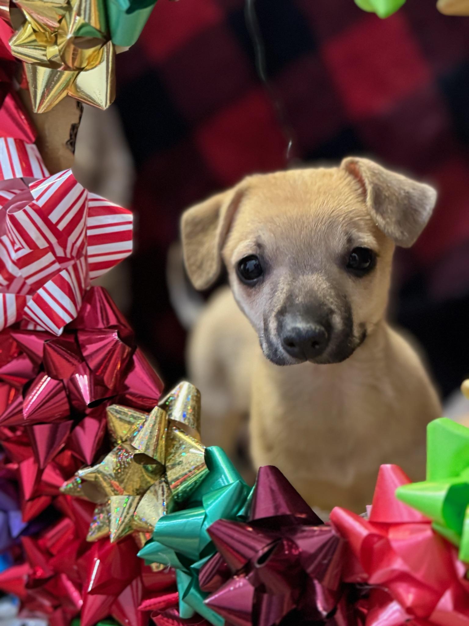 Gabriella, an adopted mixed breed in Lawrenceville, GA image 2/4