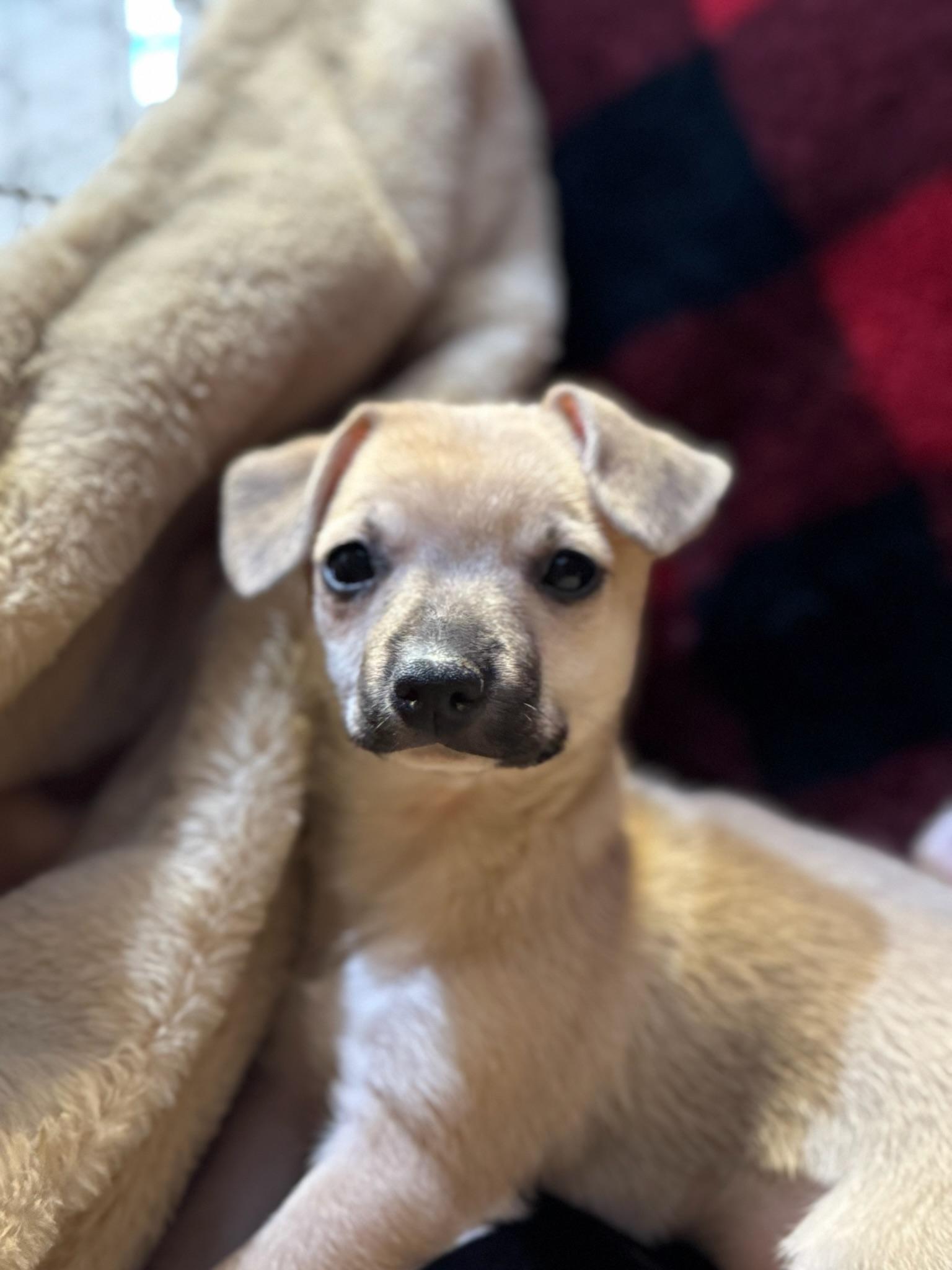 Gabriella, an adopted mixed breed in Lawrenceville, GA image 3/4