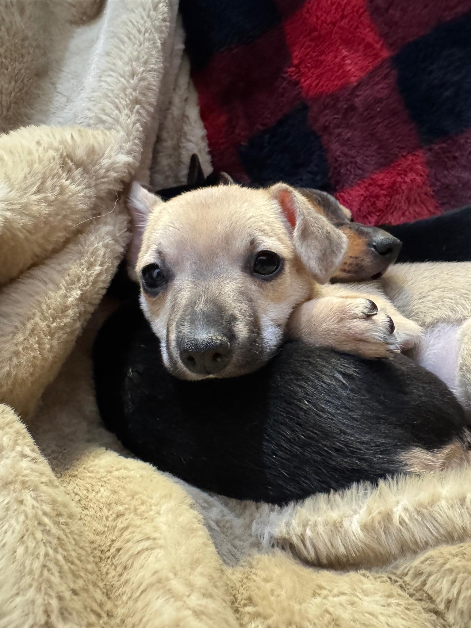 Gabriella, an adopted mixed breed in Lawrenceville, GA image 4/4