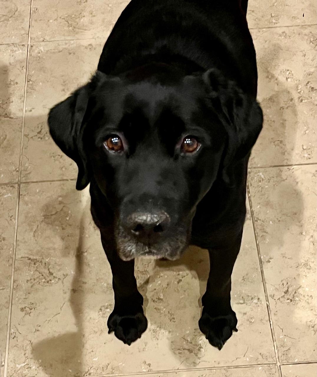 Enlarge Rex, an adopted Labrador Retriever in Sacramento, CA image 2/5
