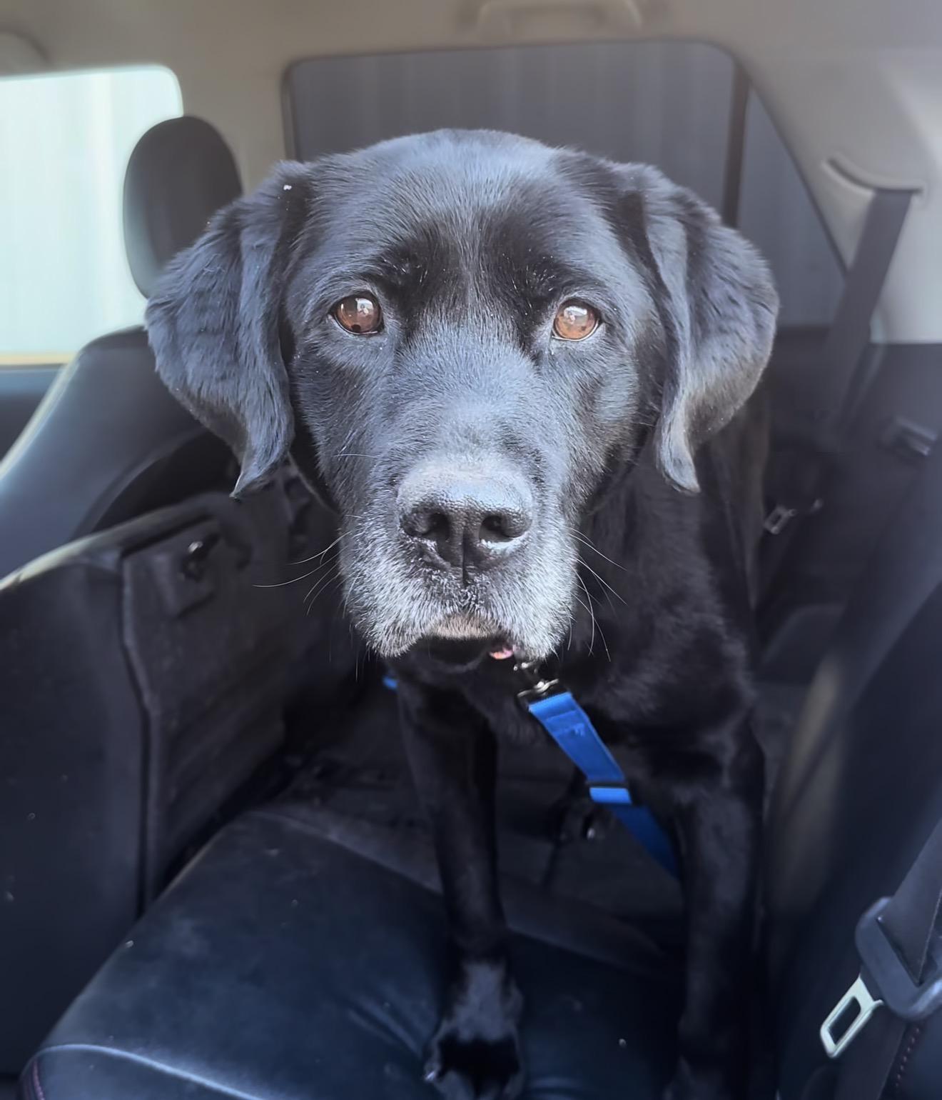 Enlarge Rex, an adopted Labrador Retriever in Sacramento, CA image 3/5