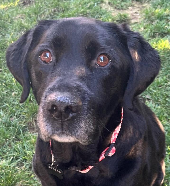 Enlarge Rex, an adopted Labrador Retriever in Sacramento, CA image 1/5
