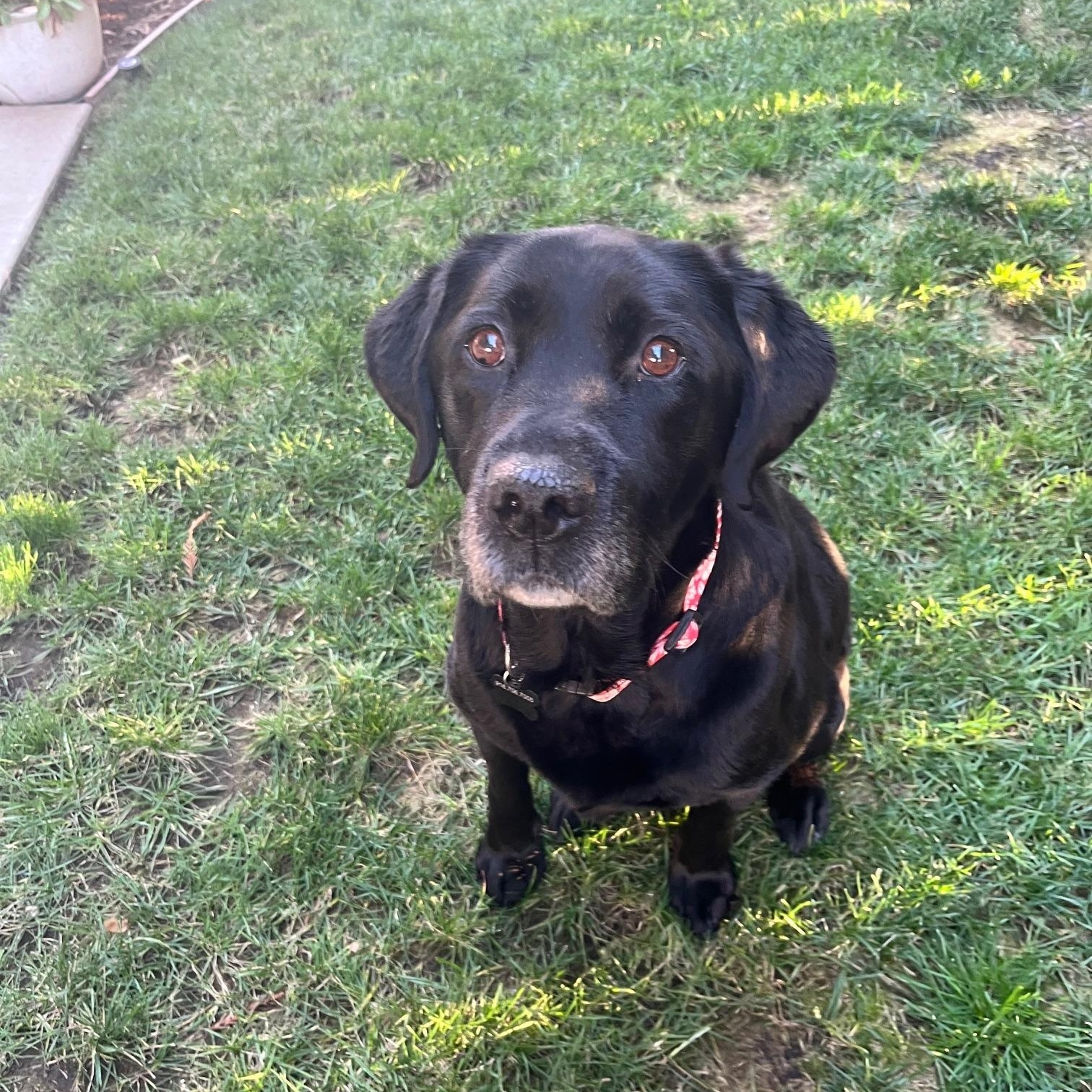 Enlarge Rex, an adopted Labrador Retriever in Sacramento, CA image 4/5