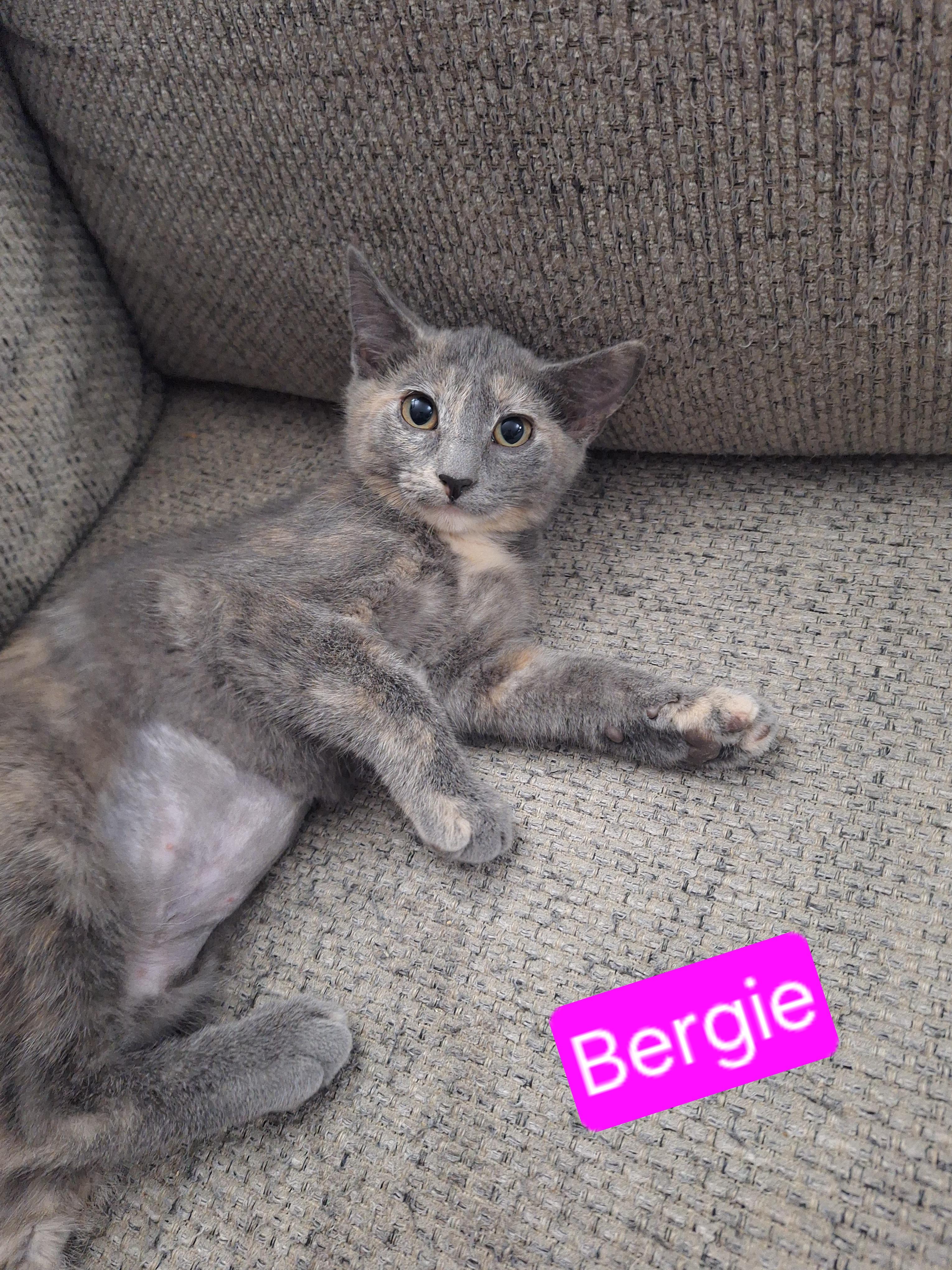 Bergie