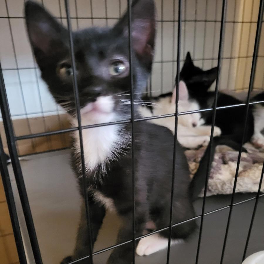 Dipper, Adoptable, Young Male Domestic Short Hair.