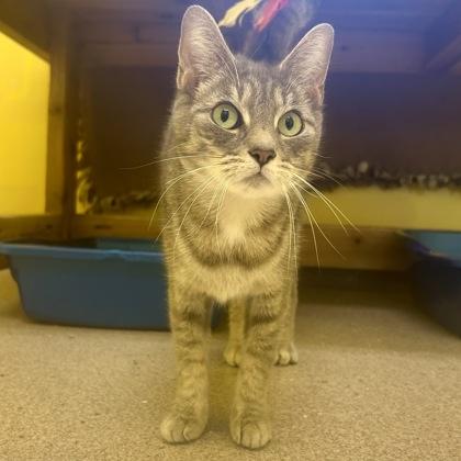 Enlarge Galaxy, a Adoptable mixed breed in East Montpelier, VT image 1/1