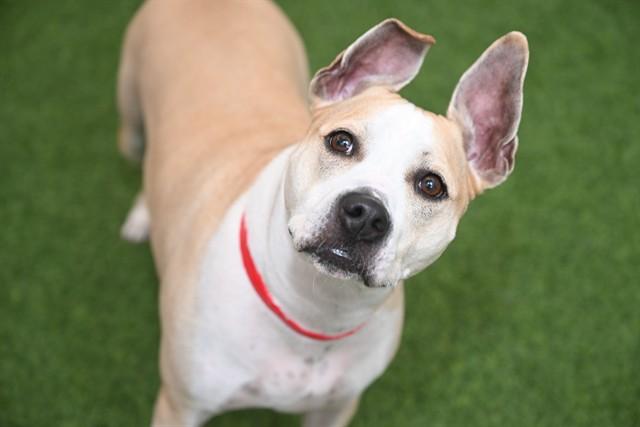 DOOBIE, Adoptable, Adult Female Pit Bull Terrier.