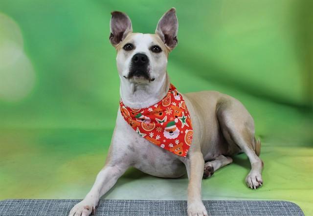 DOOBIE, Adoptable, Adult Female Pit Bull Terrier.