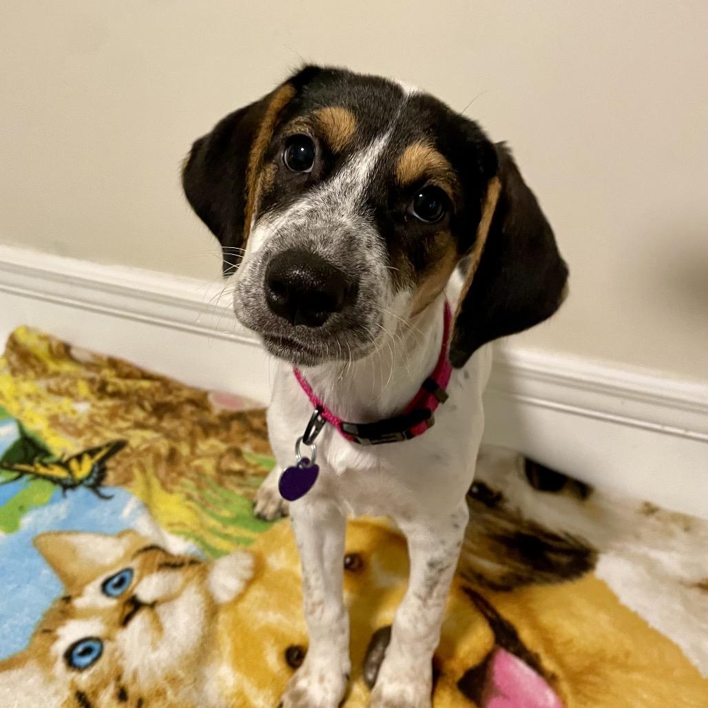 CT Noelle, Adoptable, Puppy Female Treeing Walker Coonhound & Mixed Breed.