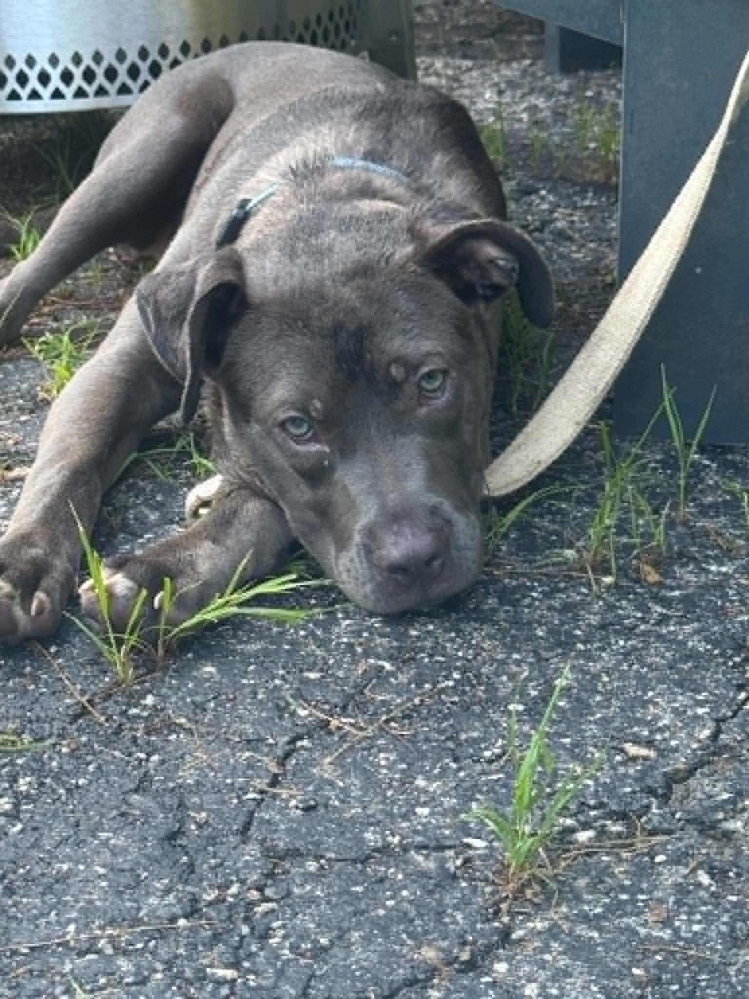 Indigo, a ADOPTABLE mixed breed in Brunswick, ME image 2/6