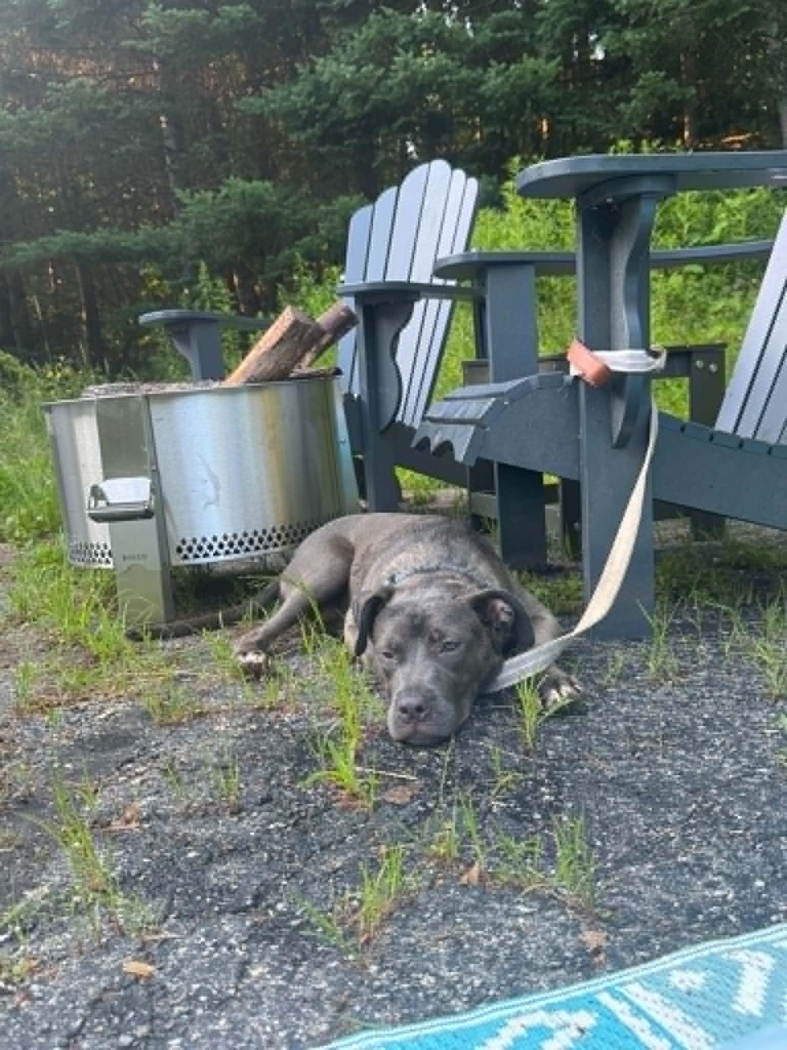 Indigo, a ADOPTABLE mixed breed in Brunswick, ME image 6/6