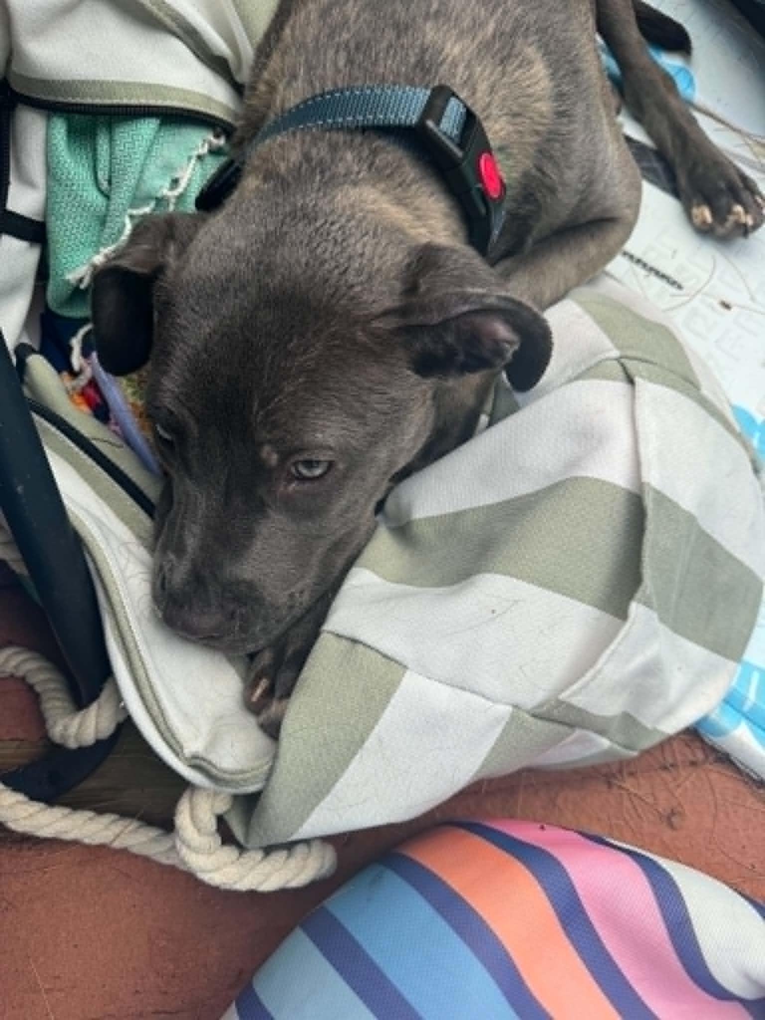 Indigo, a ADOPTABLE mixed breed in Brunswick, ME image 3/6