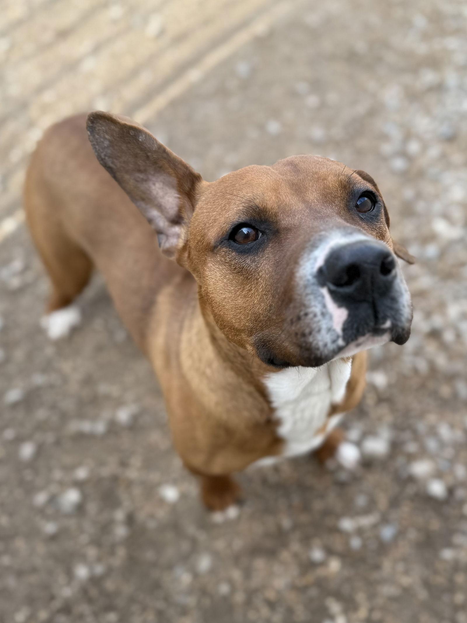 AJ, Adoptable, Adult Male Pit Bull Terrier & Labrador Retriever.