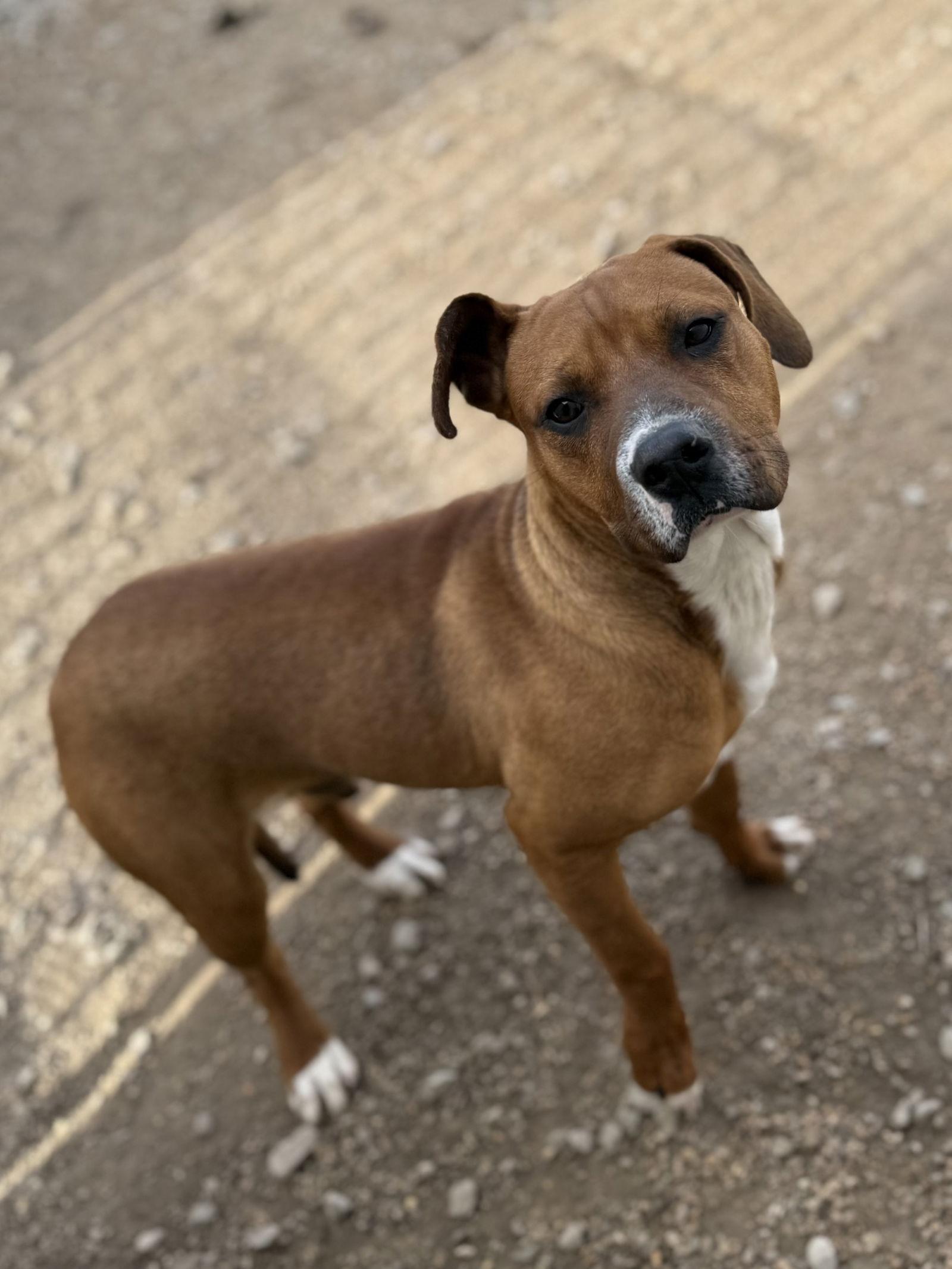 Enlarge AJ, a Adoptable mixed breed in Corning, AR image 2/3