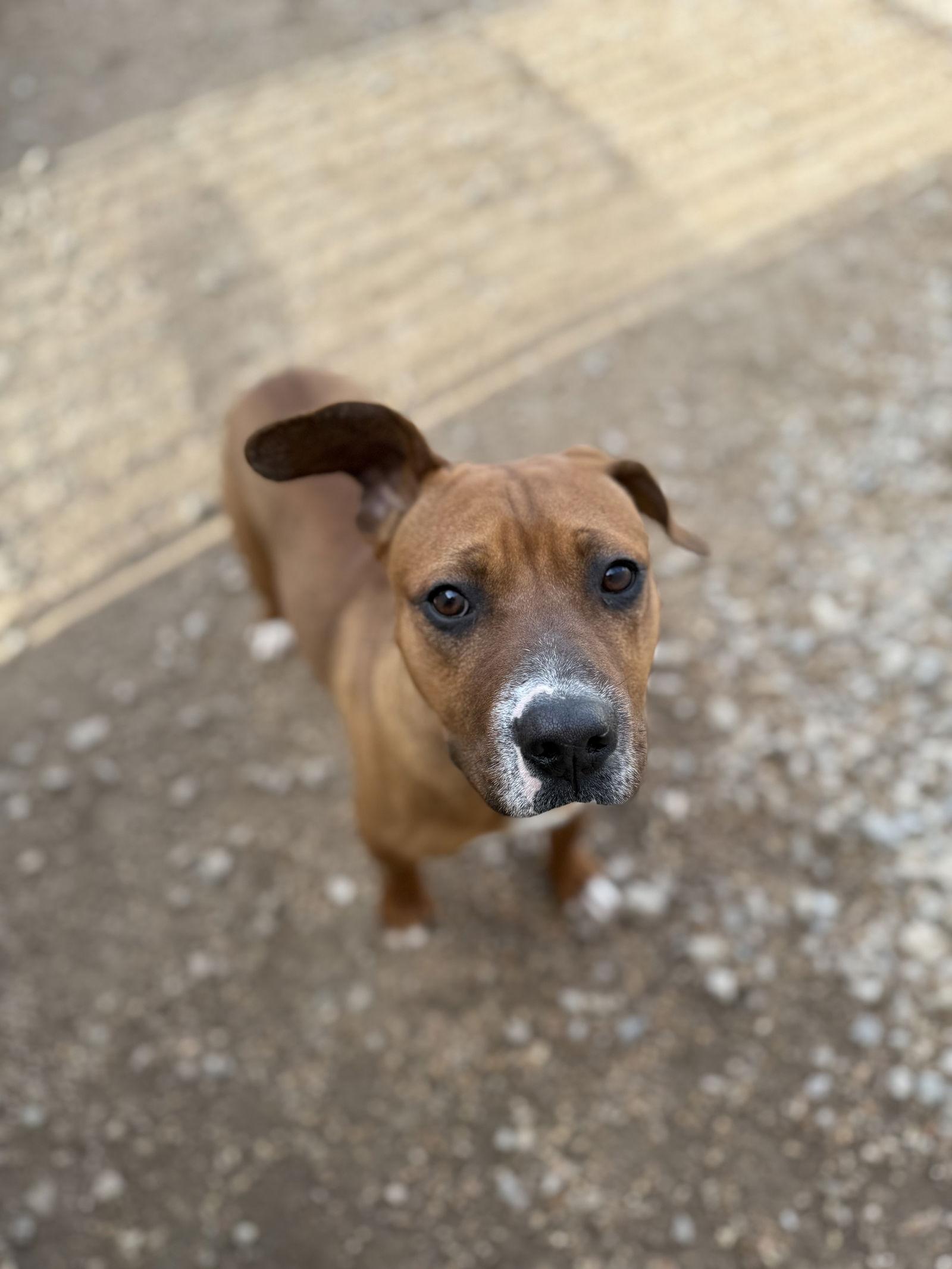 Enlarge AJ, a Adoptable mixed breed in Corning, AR image 3/3