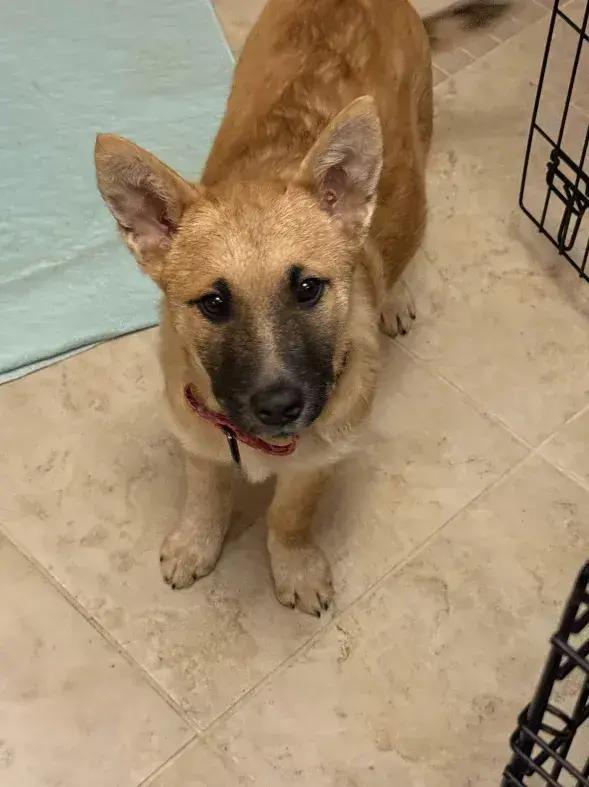 Zoey, Adoptable, Puppy Female Mixed Breed.