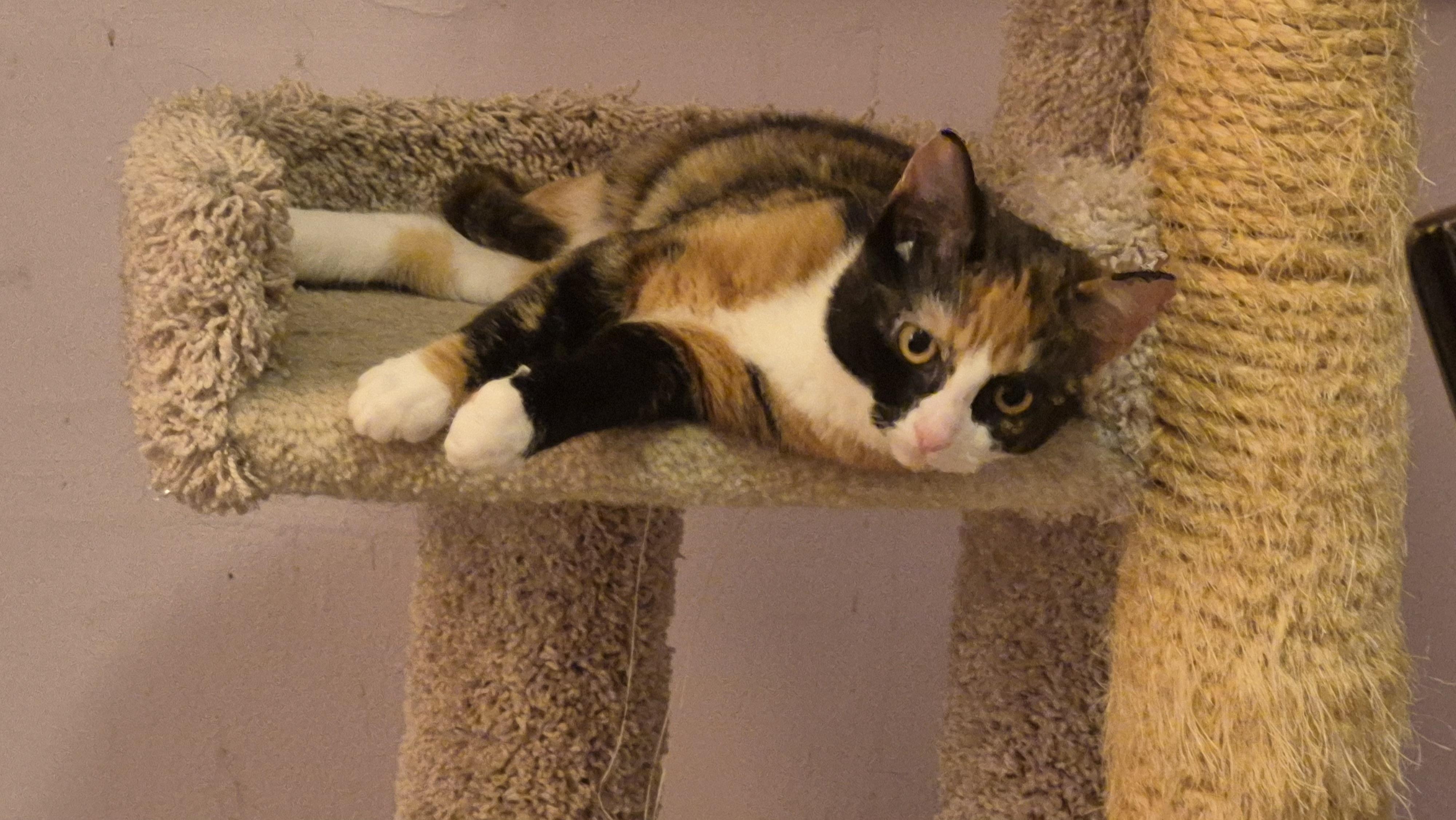 Enlarge Apollonia, a Adopted Domestic Short Hair in Beltsville, MD image 4/5
