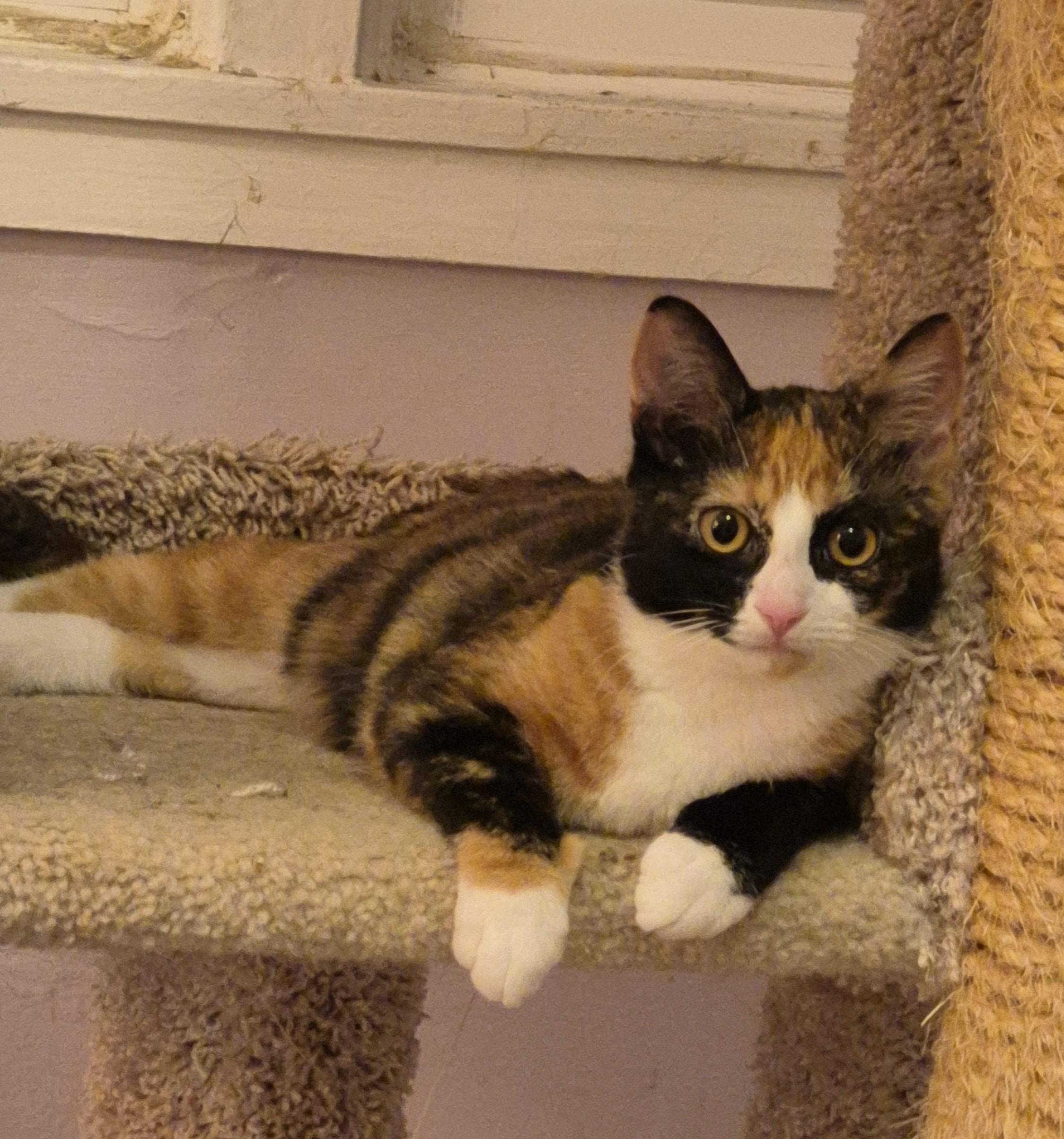 Apollonia, Adopted, Kitten Female Domestic Short Hair.