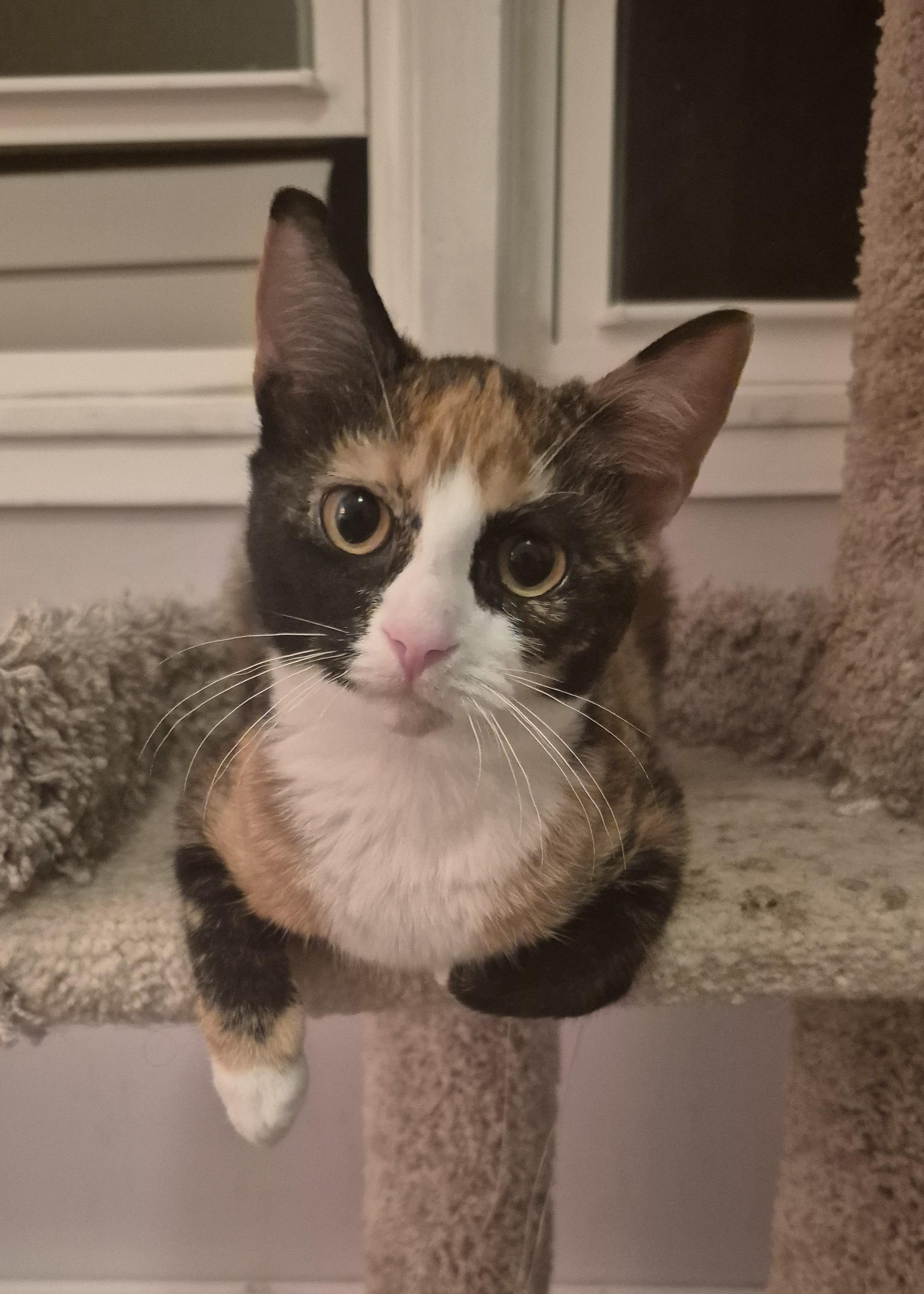 Enlarge Apollonia, a Adopted Domestic Short Hair in Beltsville, MD image 2/5