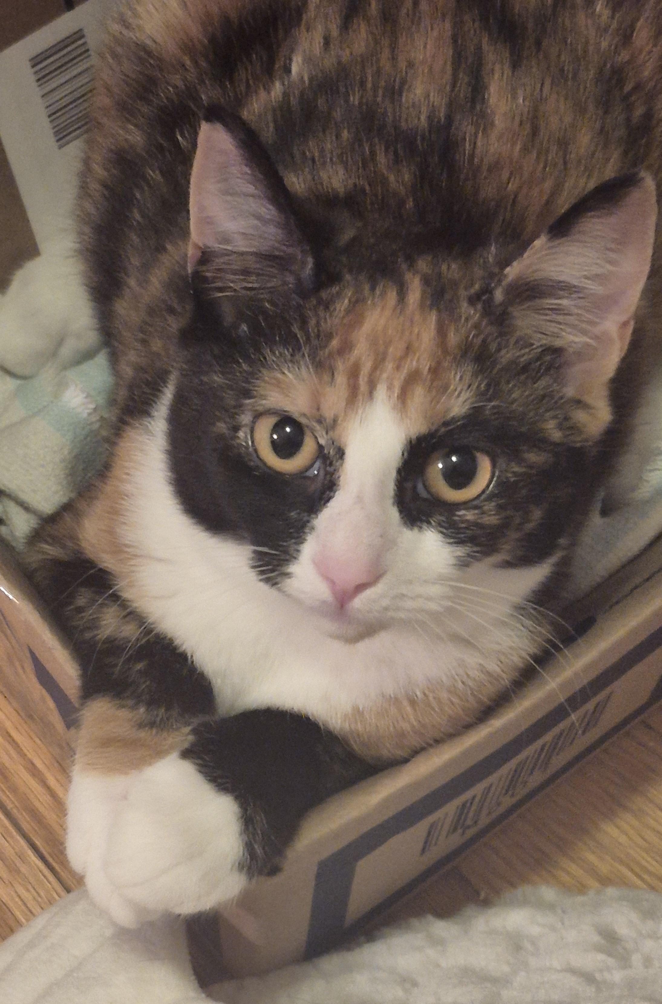 Enlarge Apollonia, a Adopted Domestic Short Hair in Beltsville, MD image 3/5