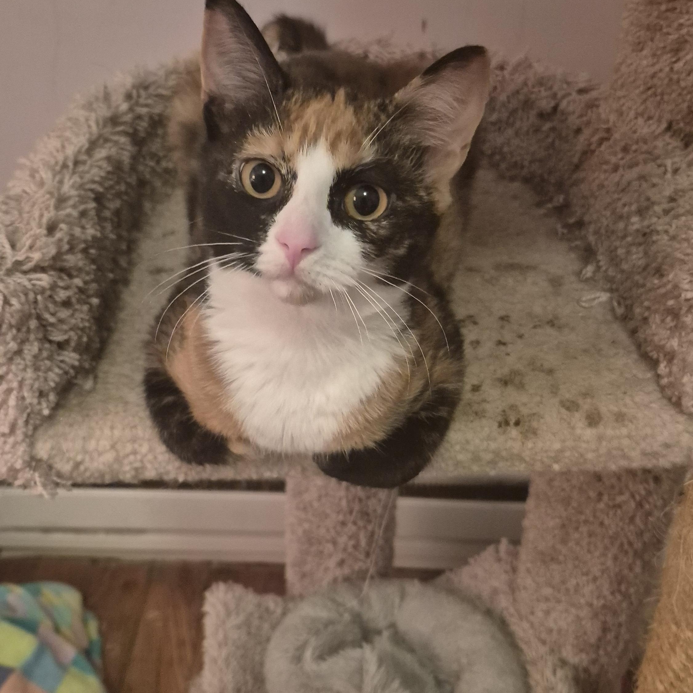 Enlarge Apollonia, a Adopted Domestic Short Hair in Beltsville, MD image 5/5