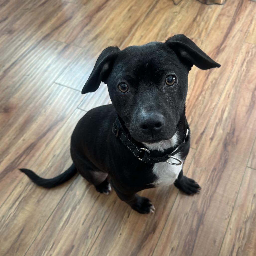 Chance, Adoptable, Young Male Black Labrador Retriever & Terrier.