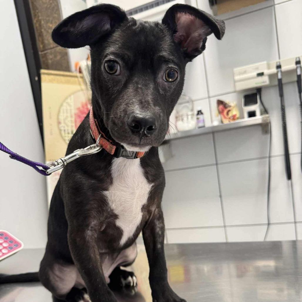 Chance, Adoptable, Young Male Black Labrador Retriever & Terrier.