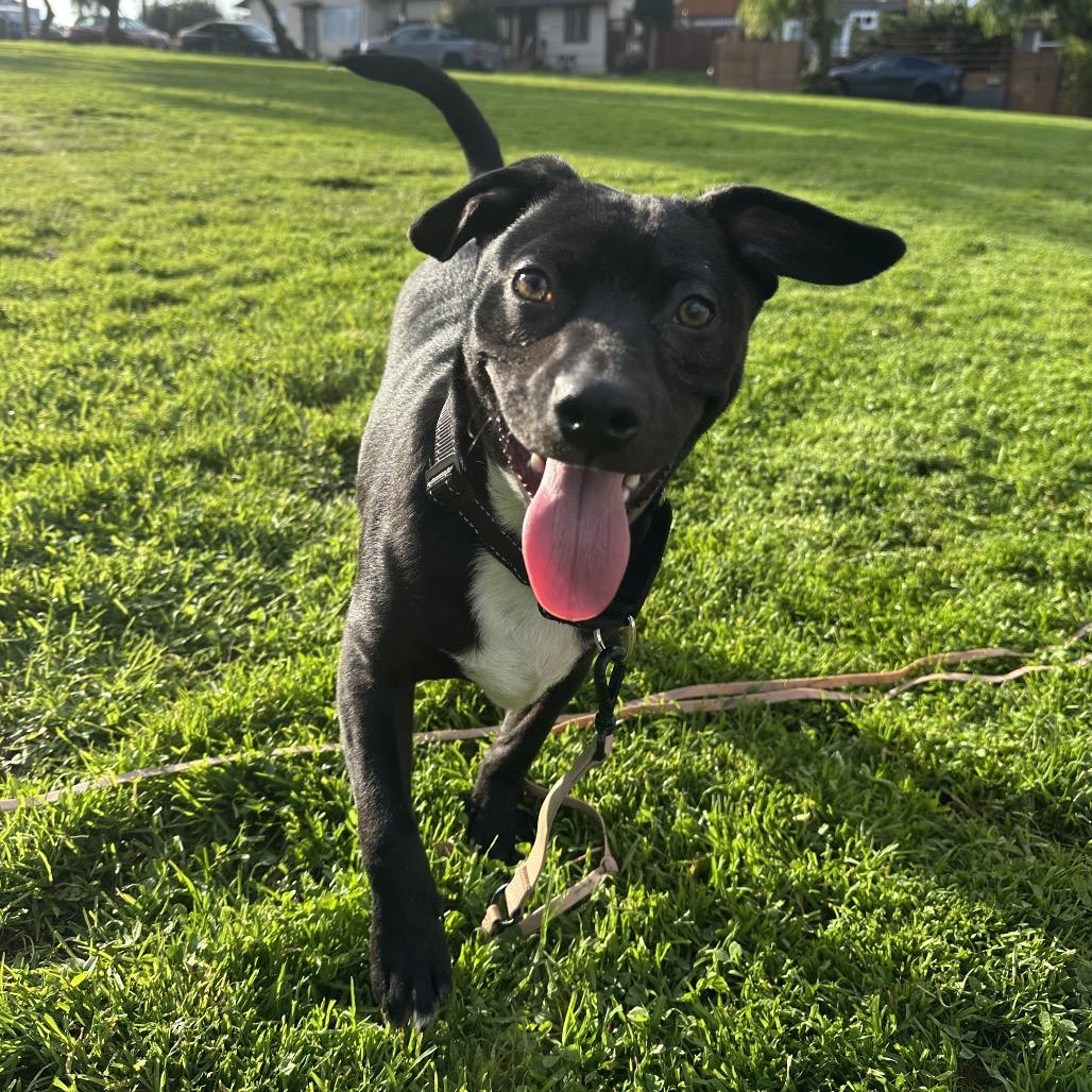 Chance, Adoptable, Young Male Black Labrador Retriever & Terrier.