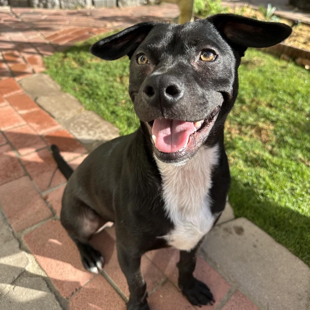 Enlarge Chance, a Adoptable mixed breed in San Diego, CA image 4/6