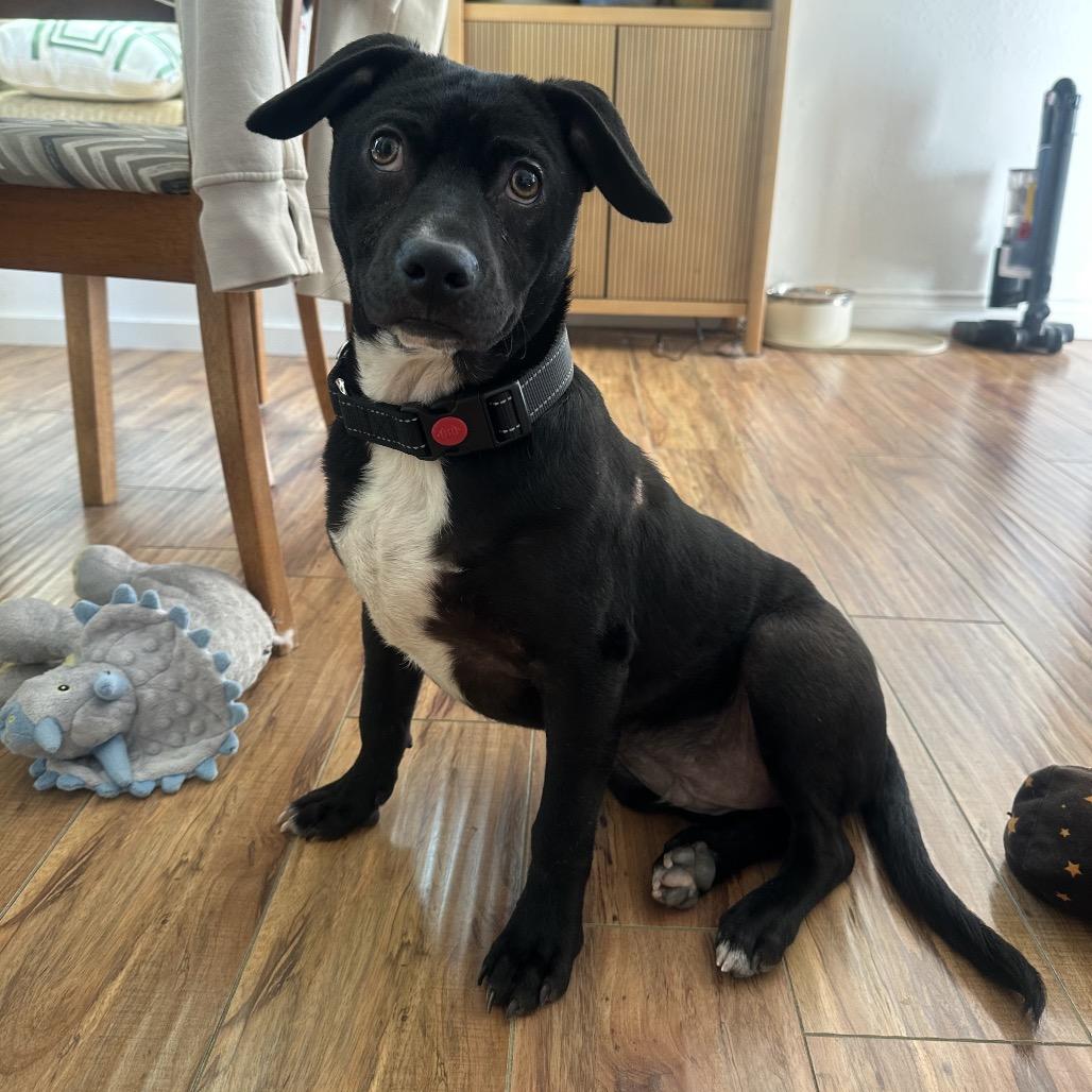 Enlarge Chance, a Adoptable mixed breed in San Diego, CA image 5/6