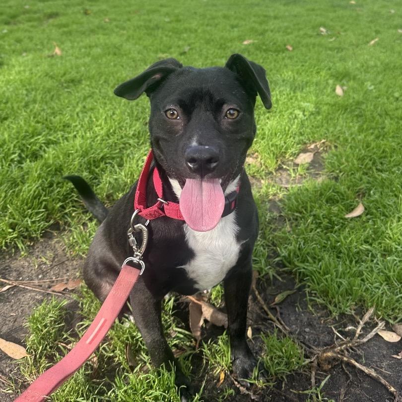 Enlarge Chance, a Adoptable mixed breed in San Diego, CA image 5/6