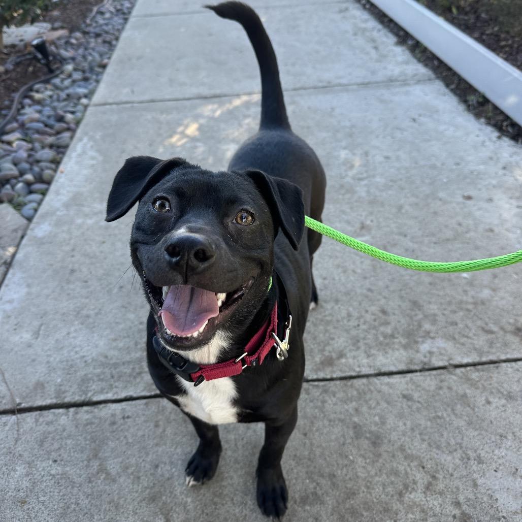 Enlarge Chance, a Adoptable mixed breed in San Diego, CA image 4/6
